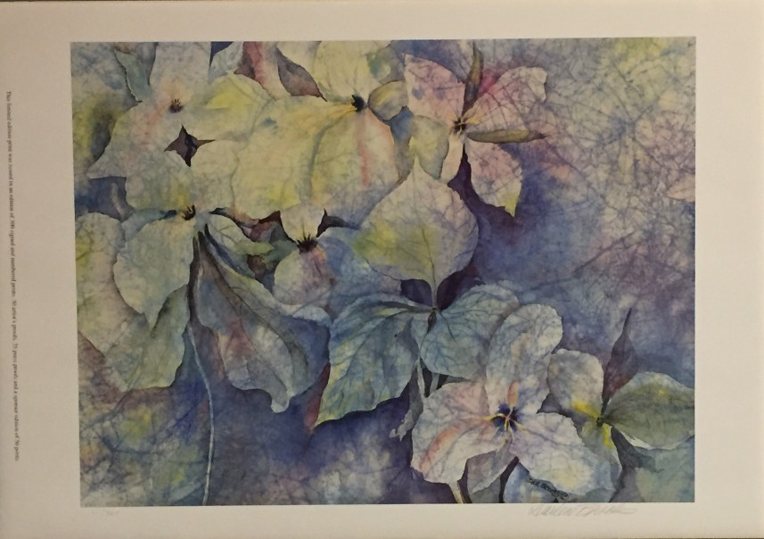 005 Trillium in Spring