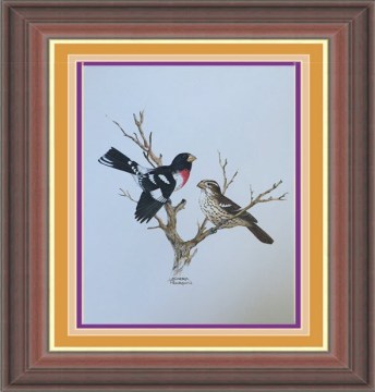 Rosebreasted Grosbeak